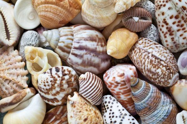 Washington Close-up of collection of sea shells